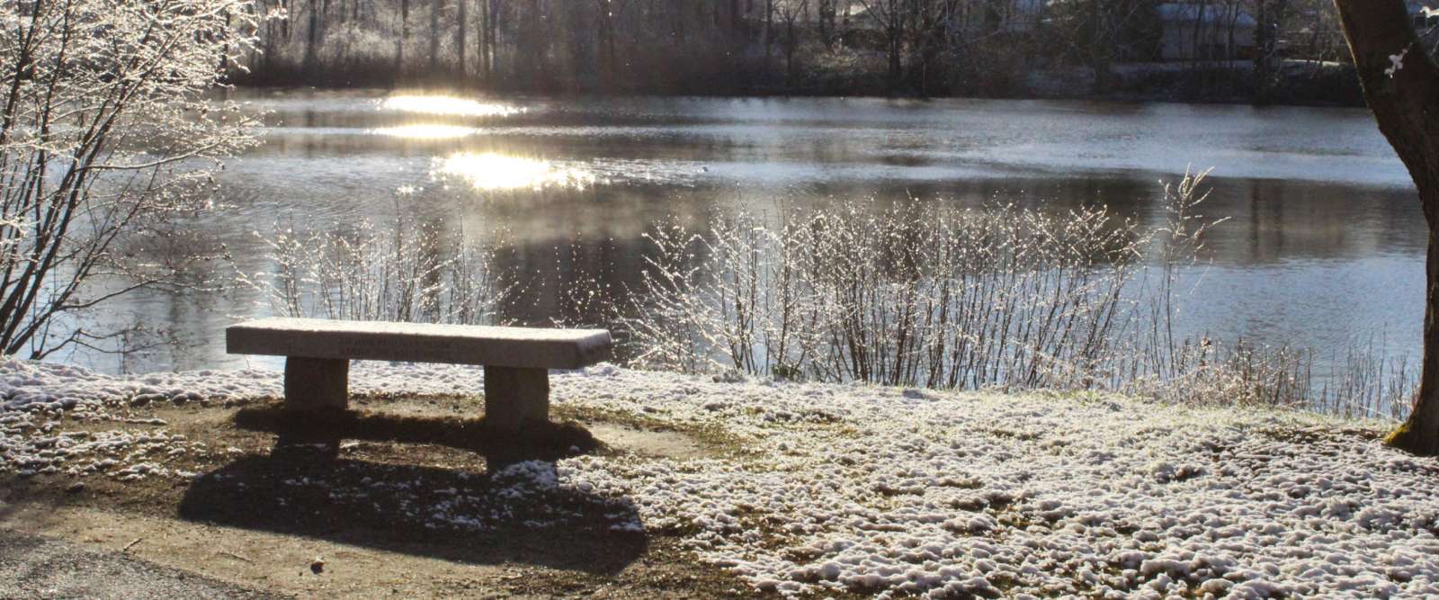 Bench overlooking pond